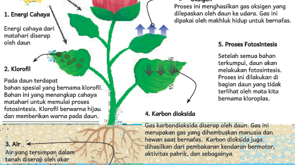 Soal Latihan Fotosintesis Tumbuhan Beserta Pembaha Vrogue Co