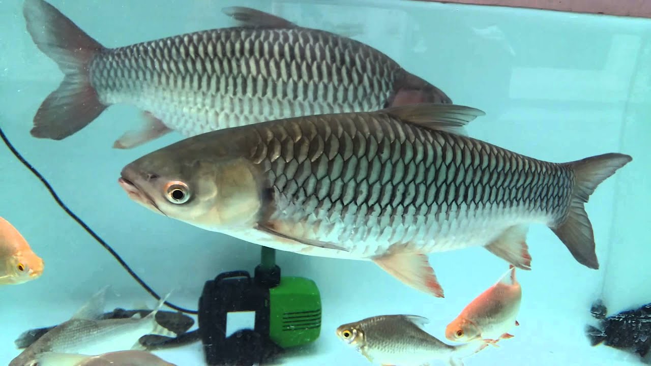 Budidaya Ikan Pari Air Tawar