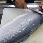 harga ikan salmon