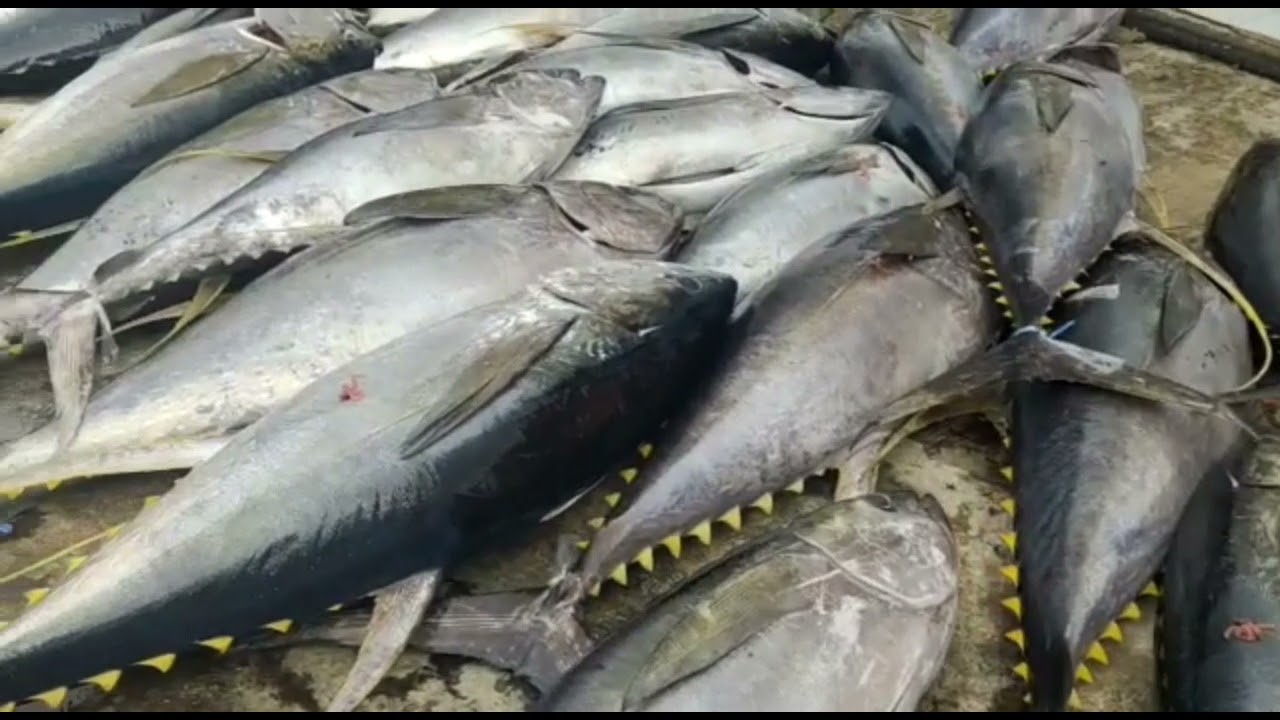 harga ikan tuna